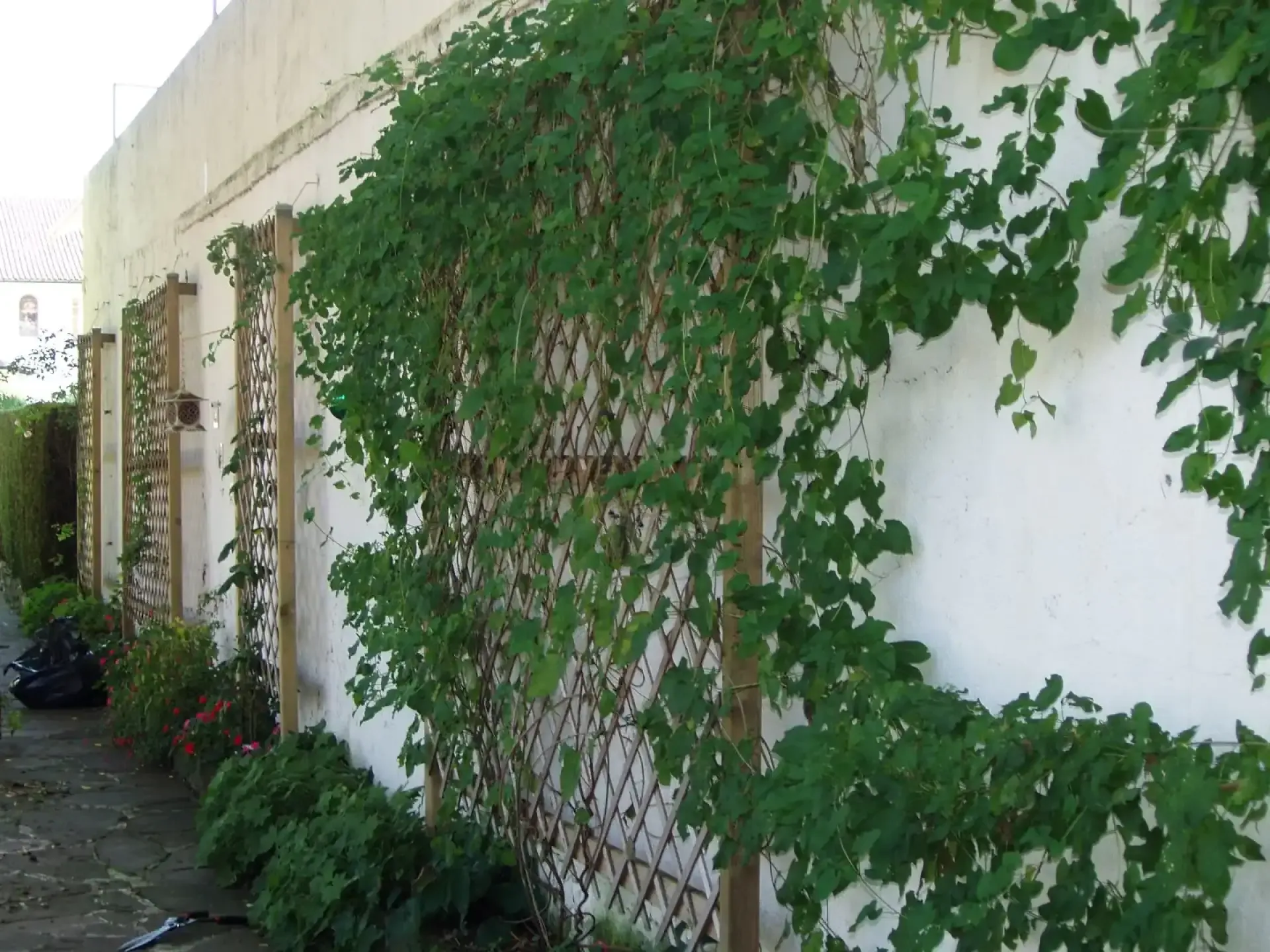 Aménagement de jardin avec plantes grimpantes sur treillis en bois le long d'une allée.