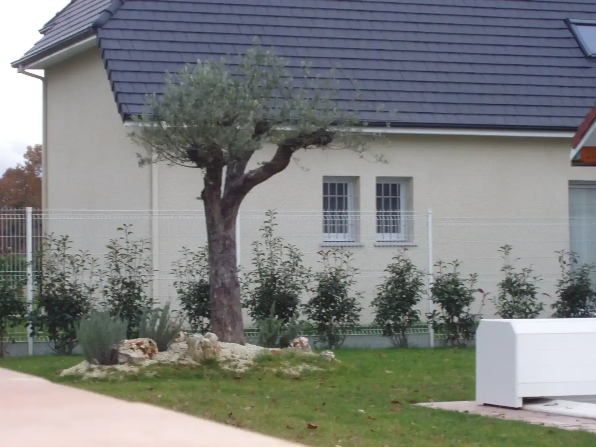 Olivier taillé au centre d’un massif minéral devant une maison