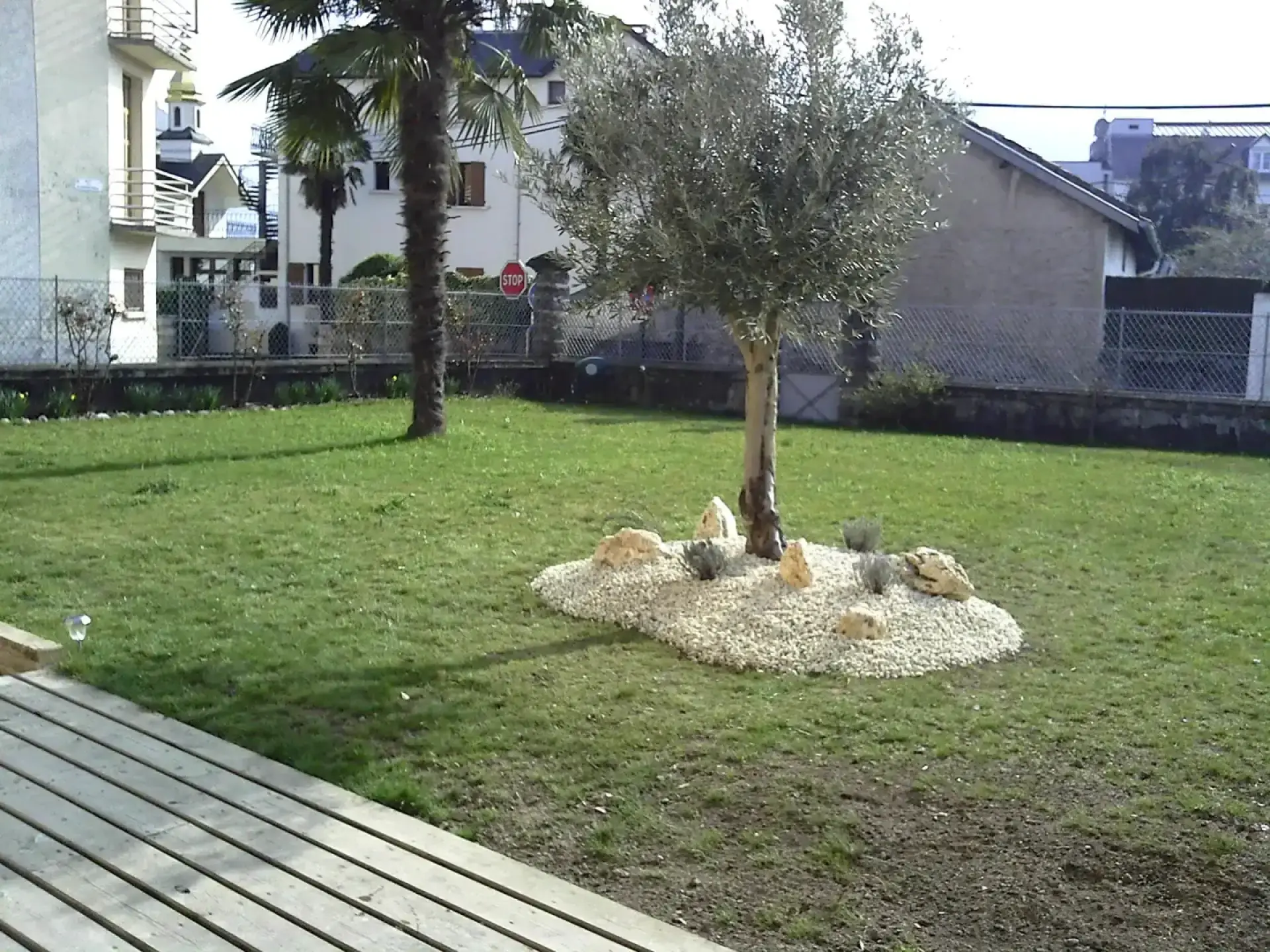 Jardin aménagé avec pelouse, palmiers, olivier et massif minéral