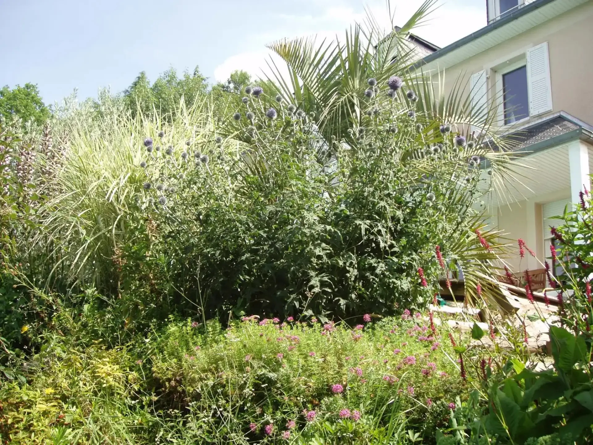Massif de jardin luxuriant de graminées, palmiers et fleurs violettes devant une maison claire.